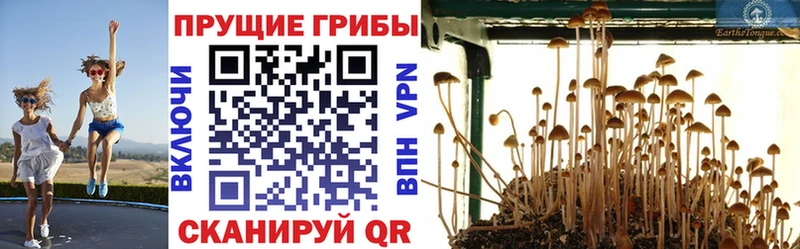 Псилоцибиновые грибы Cubensis  hydra tor  это официальный сайт  Абакан 